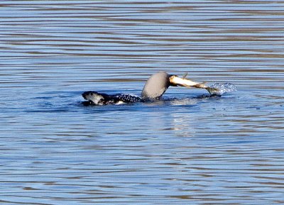 Black-throated Diver (Gavia arctica)