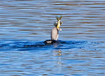 Black-throated Diver (Gavia arctica)