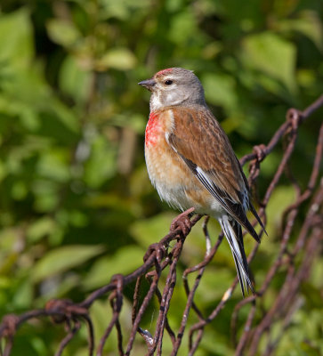 Linnet (Carduelis cannabina)