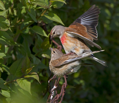 Linnet (Carduelis cannabina)