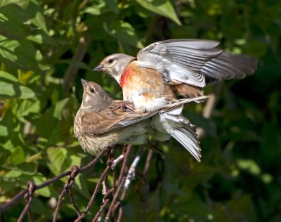 Linnet (Carduelis cannabina)