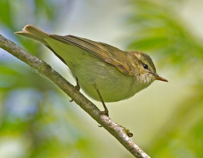 Greenish Warbler (Phylloscopus trochiloides)