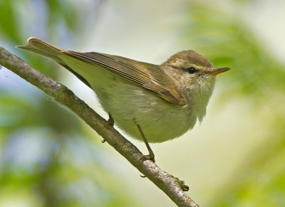 Greenish Warbler (Phylloscopus trochiloides)