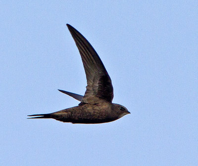 Swift (Apus apus)