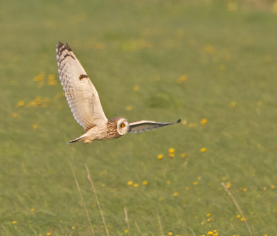 Short-eared Owl (Asio flammeus)