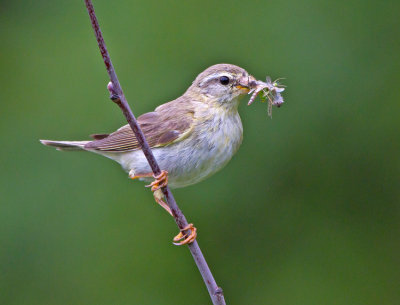 Willow Warbler (Phylloscopus trochilus)