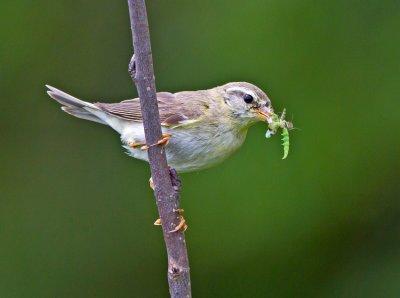 Willow Warbler (Phylloscopus trochilus)