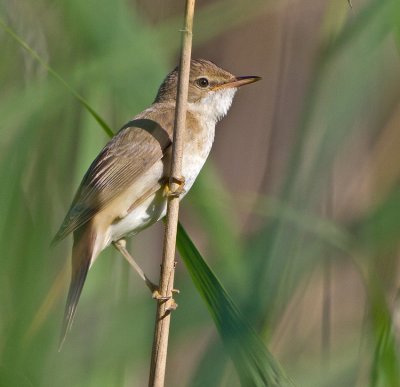 Marsh Warbler (Acrocephalus palustris)