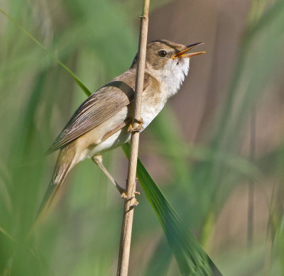 Marsh Warbler (Acrocephalus palustris)