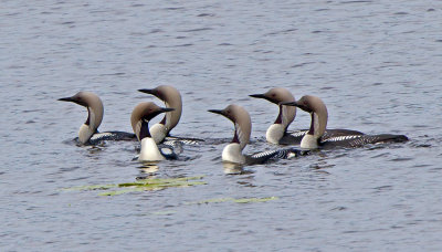 Black-throated Diver (Gavia arctica)