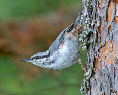 Nuthatch (Sitta europaea)