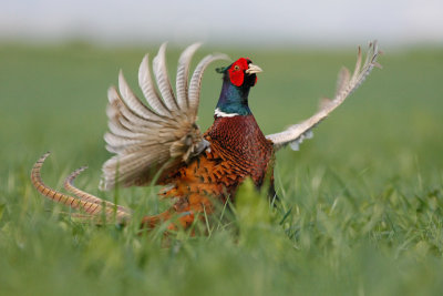 Common pheasant / Navadni fazan ( Phasianus colhicus)