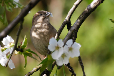 _MG_9562_small.jpg