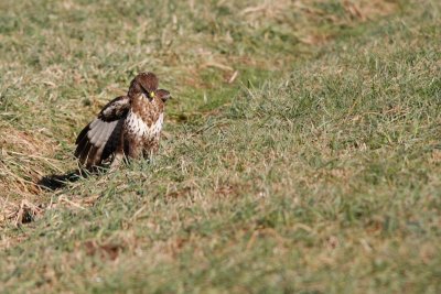 Common Buzzard / Kanja ( Buteo buteo)