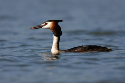 Great Crested Grebe / Copasti ponirek (Podiceps cristatus)