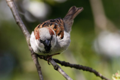 House sparrow / Domaci vrabec ( Passer domesticus)