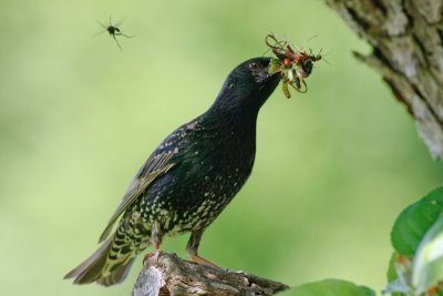 European Starling / Skorec ( Sturnus vulgaris)