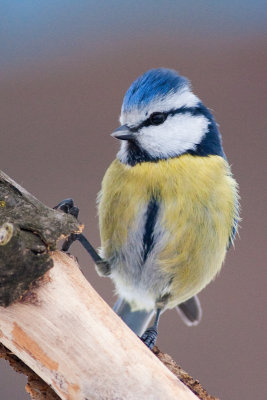 Blue tit / Plavek  ( Parus caeruleus)