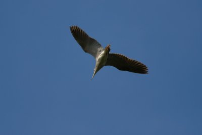 Black-crowned Night Heron / Kvakac  (Nycticorax nycticorax)