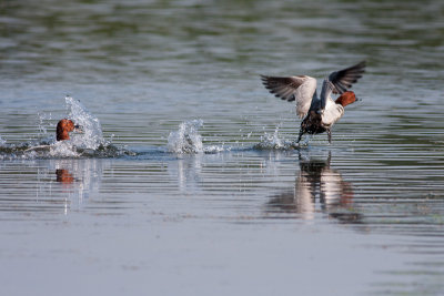 Common Pochard / Sivka ( Aythya ferina)