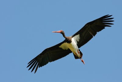Black Stork / Crna storklja  ( Ciconia nigra)