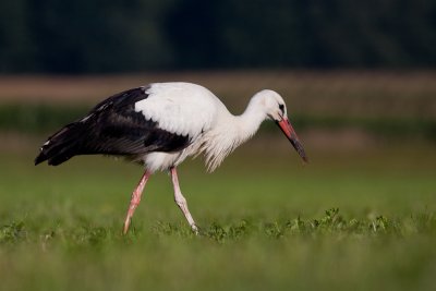 White stork / Bela storklja ( Ciconia ciconia)
