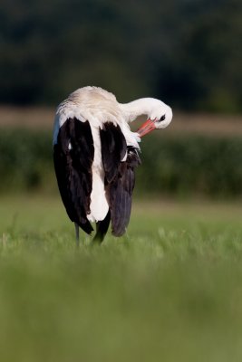 White stork / Bela storklja ( Ciconia ciconia)