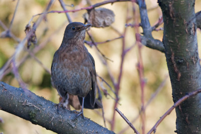Common Blackbird / Kos ( Turdus merula)