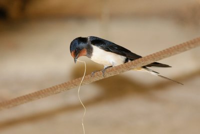 Barn Swallow / Kmecka lastovka (Hirundo rustica)