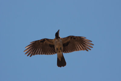 Hooded crow / Siva vrana    ( Corvus cornix)