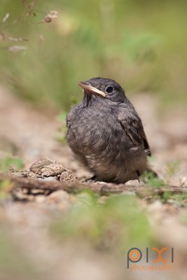 Phoenicurus ochruros / Smarnica ( Phoenicurus ochruros)