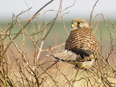 Kestrel