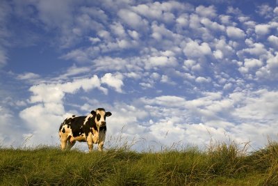Clouds and cow