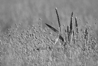 Grain and flax  (Tarwe en Vlas)