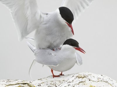 Artic terns (Noordse stern )