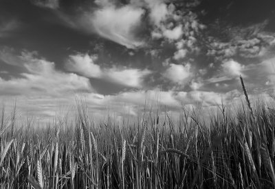 Clouds and barley (gerst)