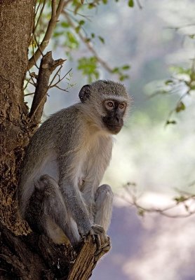 Vervet monkey ( blou-aap)