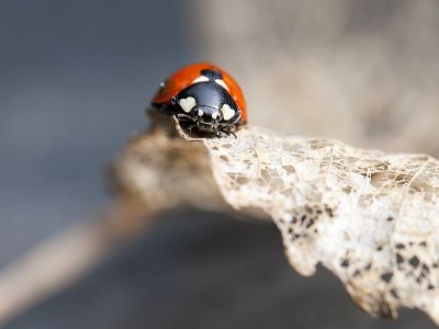 Ladybug on autumn leave