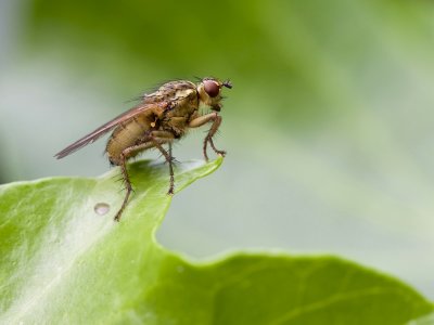 yellow dungfly