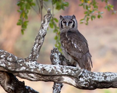 Giant-eagle owl