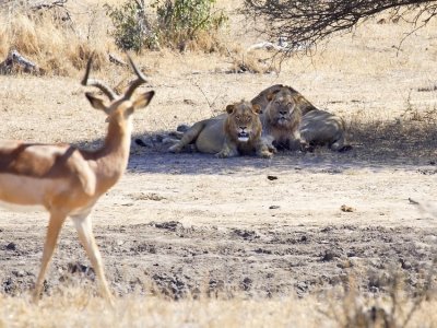 Impala meets lions.....