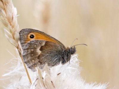 Small heath _  Hooibeestje