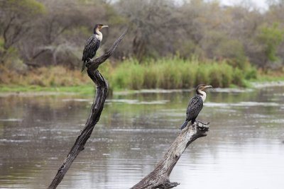 Whitebreasted cormorant,  Lake panic