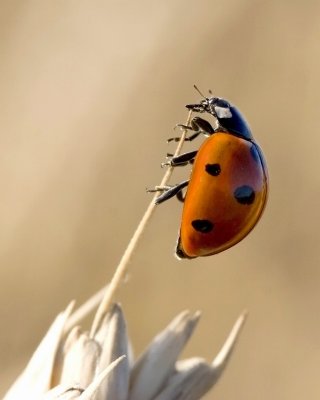 ladybug on wheat