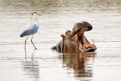 Hippo and grey heron