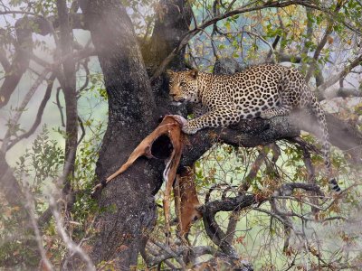 Leopard ( and impala)