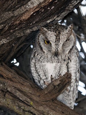 Scops-owlet