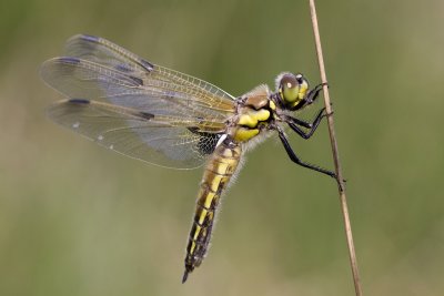 Four-spotted chaser