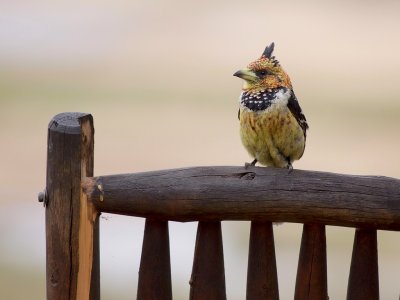 Crested barbet