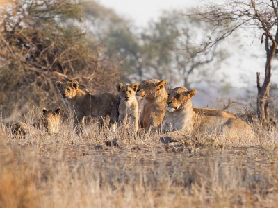 Little lions and mothers